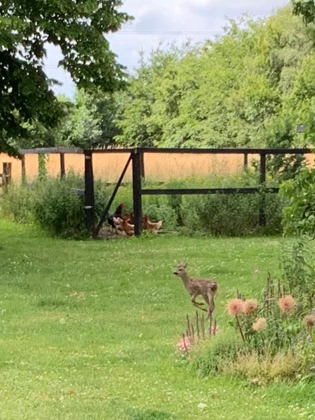 Mariegaardens Gaestehuse Hillerod Bagian luar foto